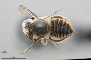 Media type: image;   Entomology 793937 Aspect: habitus dorsal view